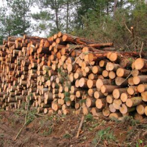 Consultoria de Manutenção da Cadeia de Custódia FSC®/PEFC (Certificado de Grupo)