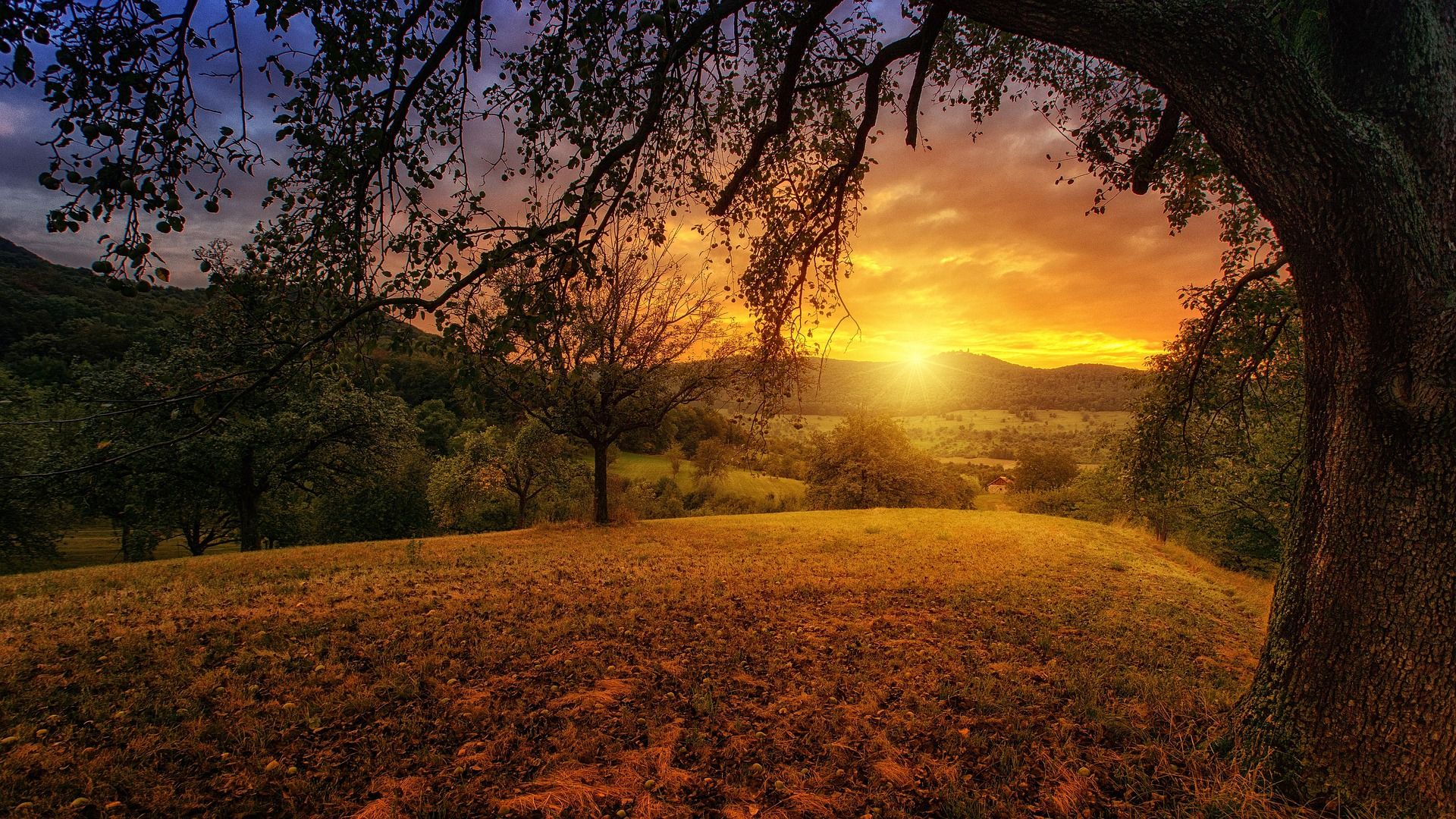 jplenio-nature-3125912_1920-1